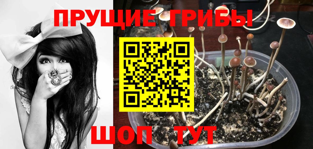 Псилоцибиновые грибы Psilocybine cubensis Иваново
